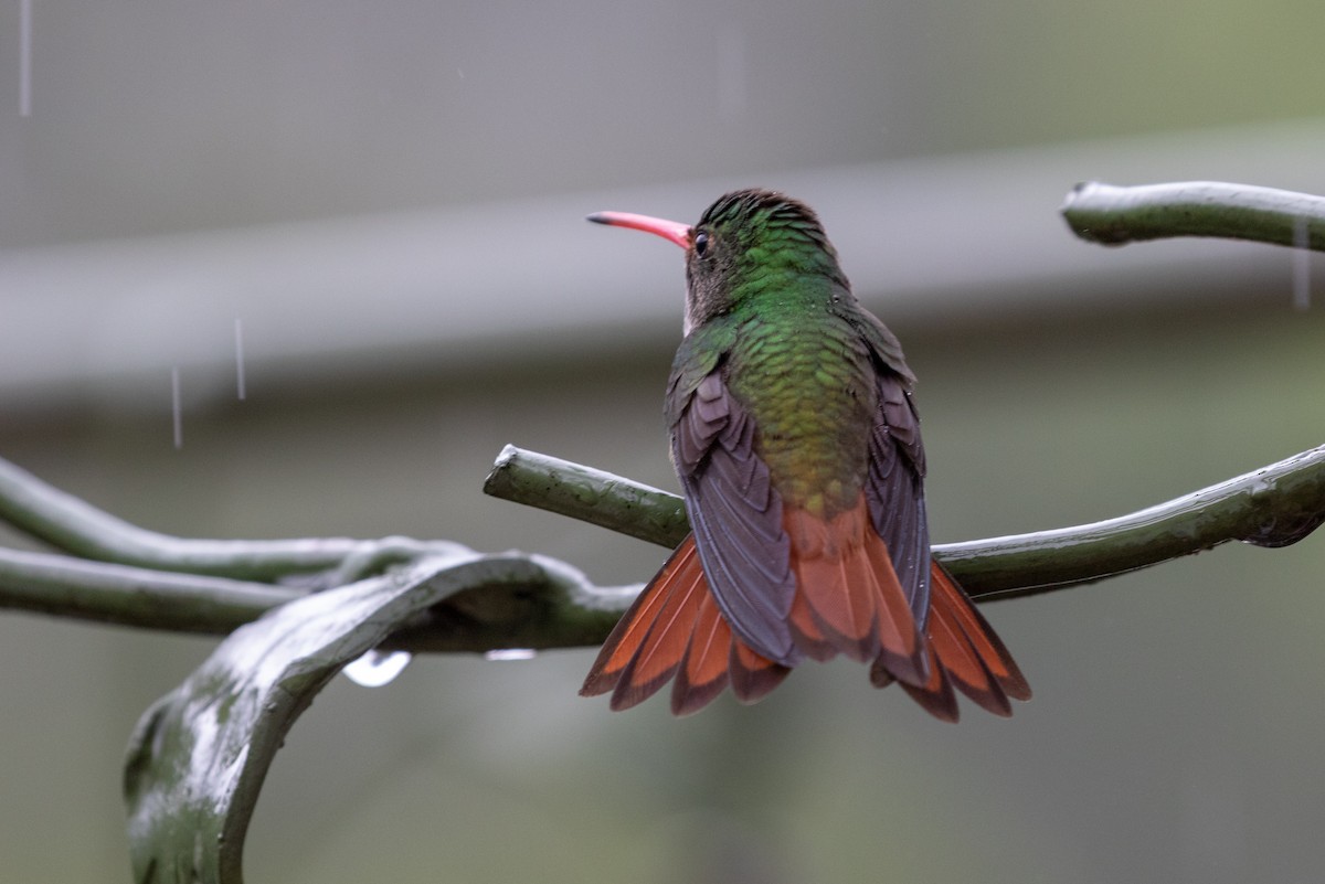 Rufous-tailed Hummingbird - Drew Weber