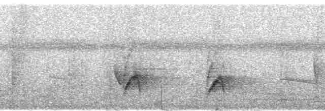 Spot-tailed Antwren - ML102414