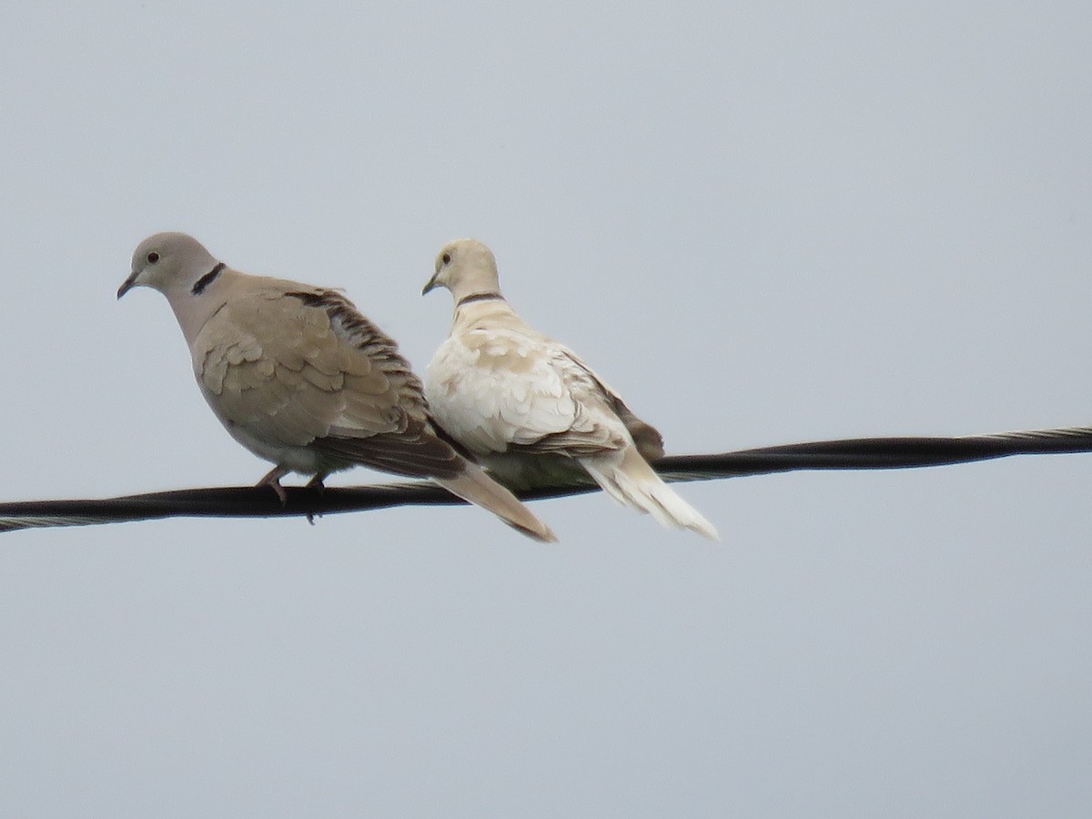 Eurasian Collared-Dove - ML102420021