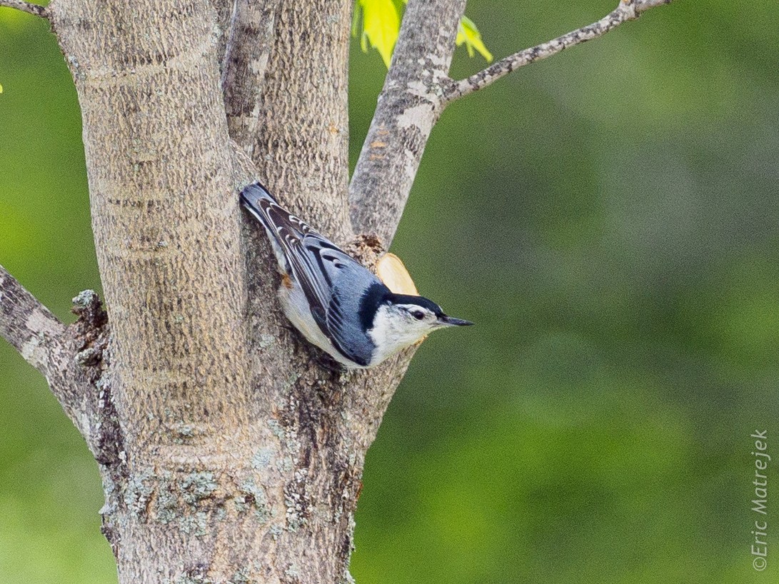White-breasted Nuthatch - ML102420801