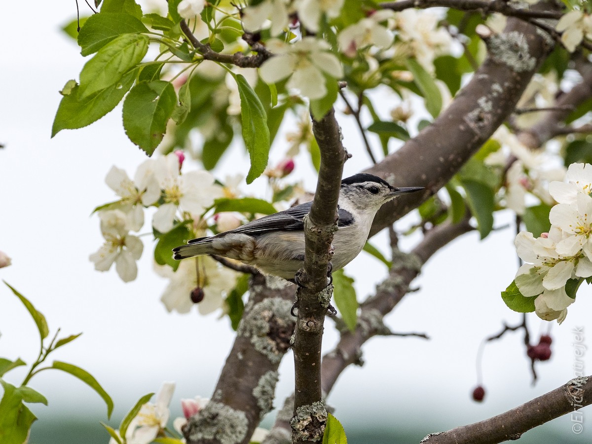 White-breasted Nuthatch - ML102420821