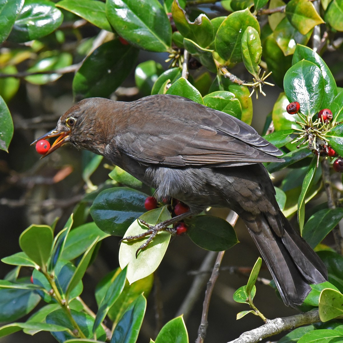 Eurasian Blackbird - ML102421451