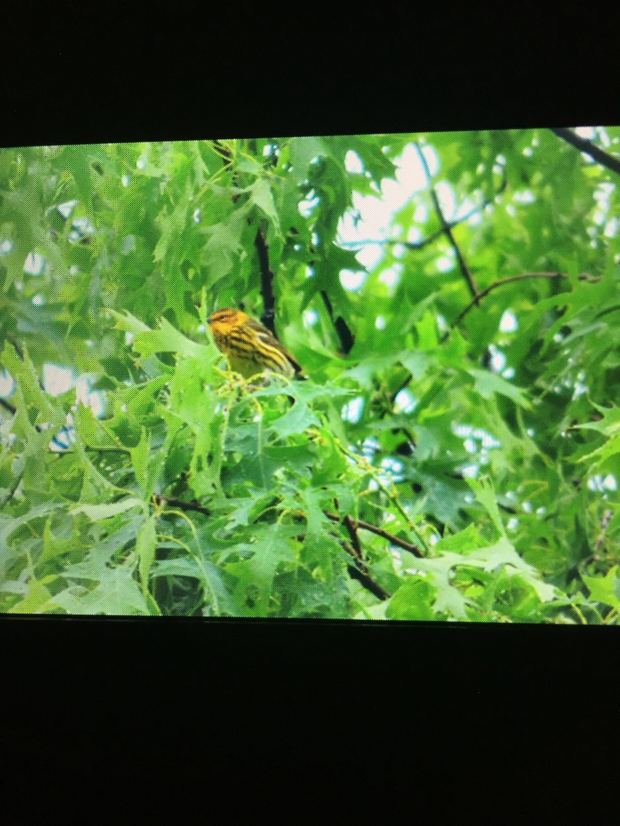 Cape May Warbler - ML102422131