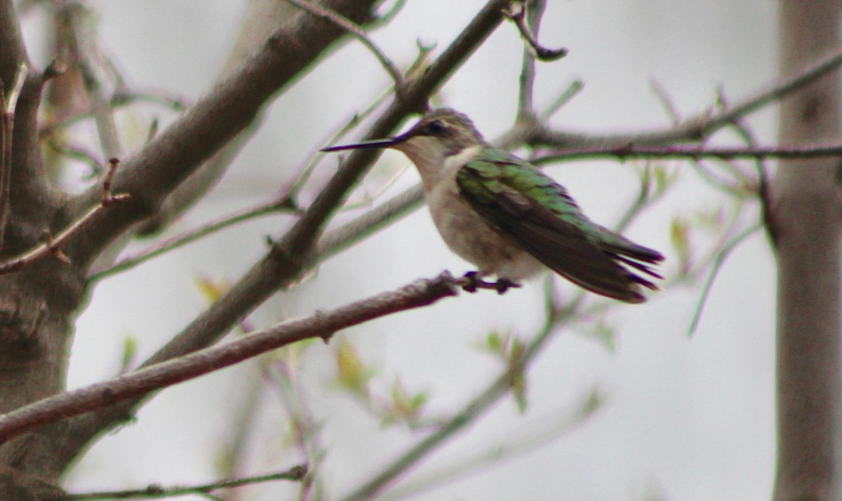 Ruby-throated Hummingbird - Nicola Dodds