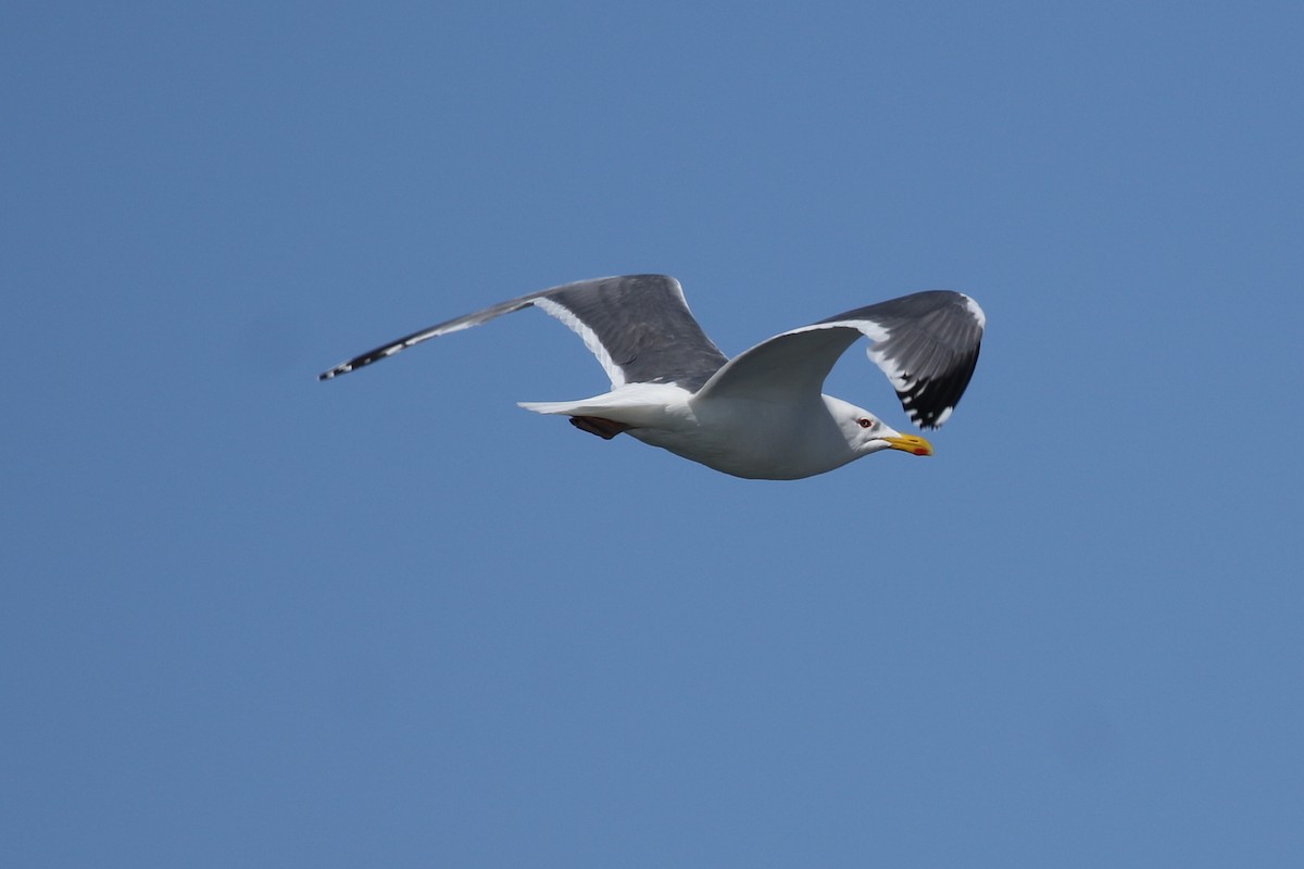 Herring Gull (Vega) - ML102423031