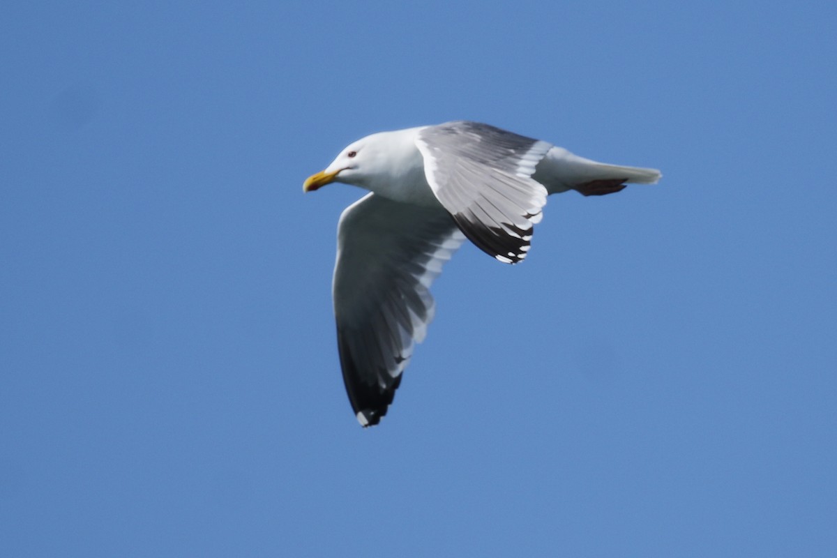 Herring Gull (Vega) - ML102423051