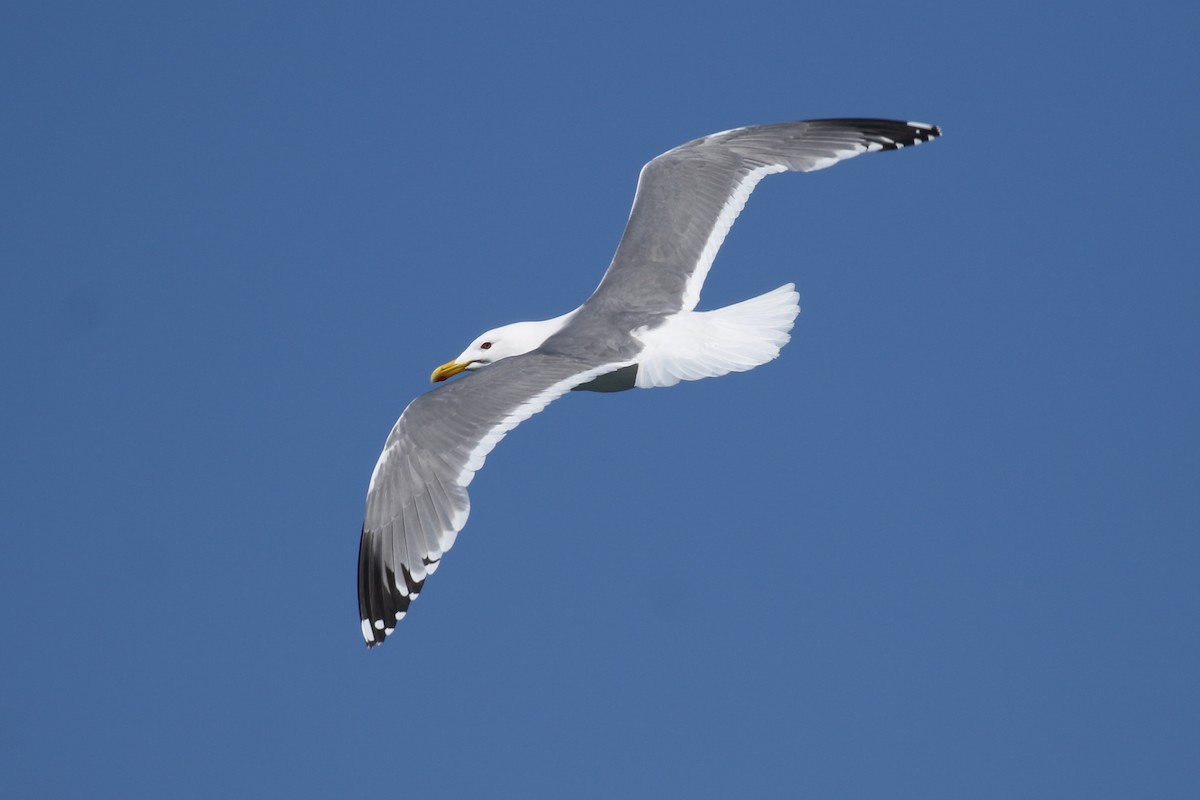 Herring Gull (Vega) - ML102423061
