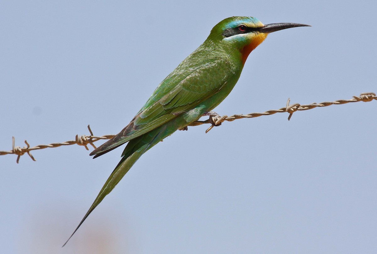 Blue-cheeked Bee-eater - ML102423681