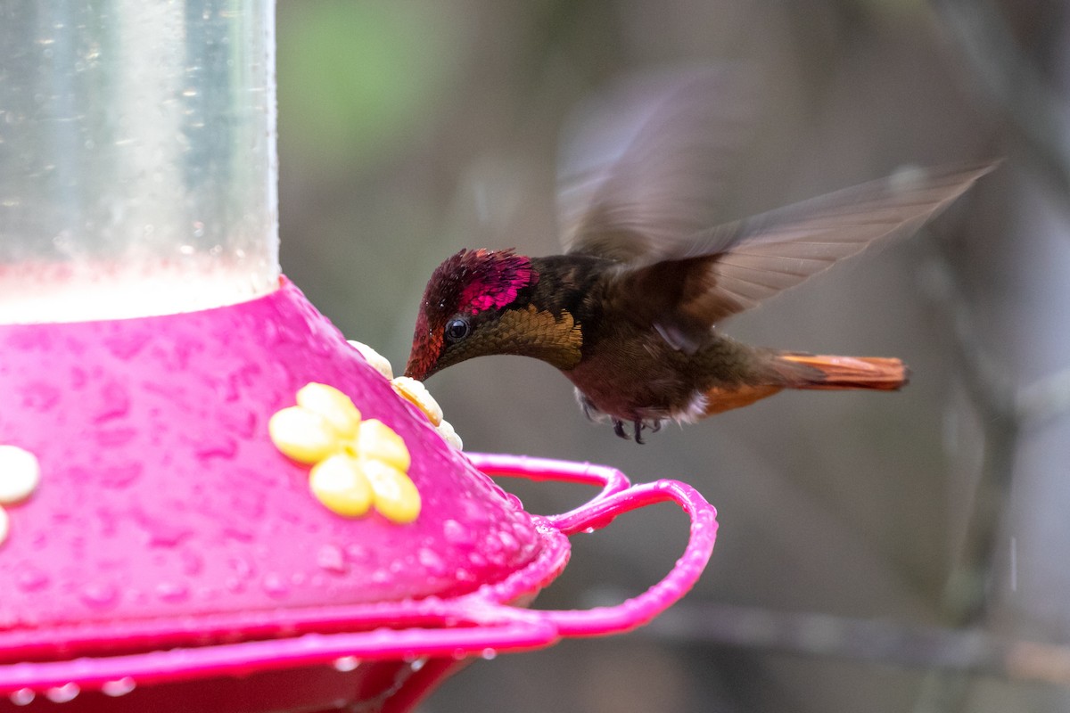 Ruby-topaz Hummingbird - ML102427081