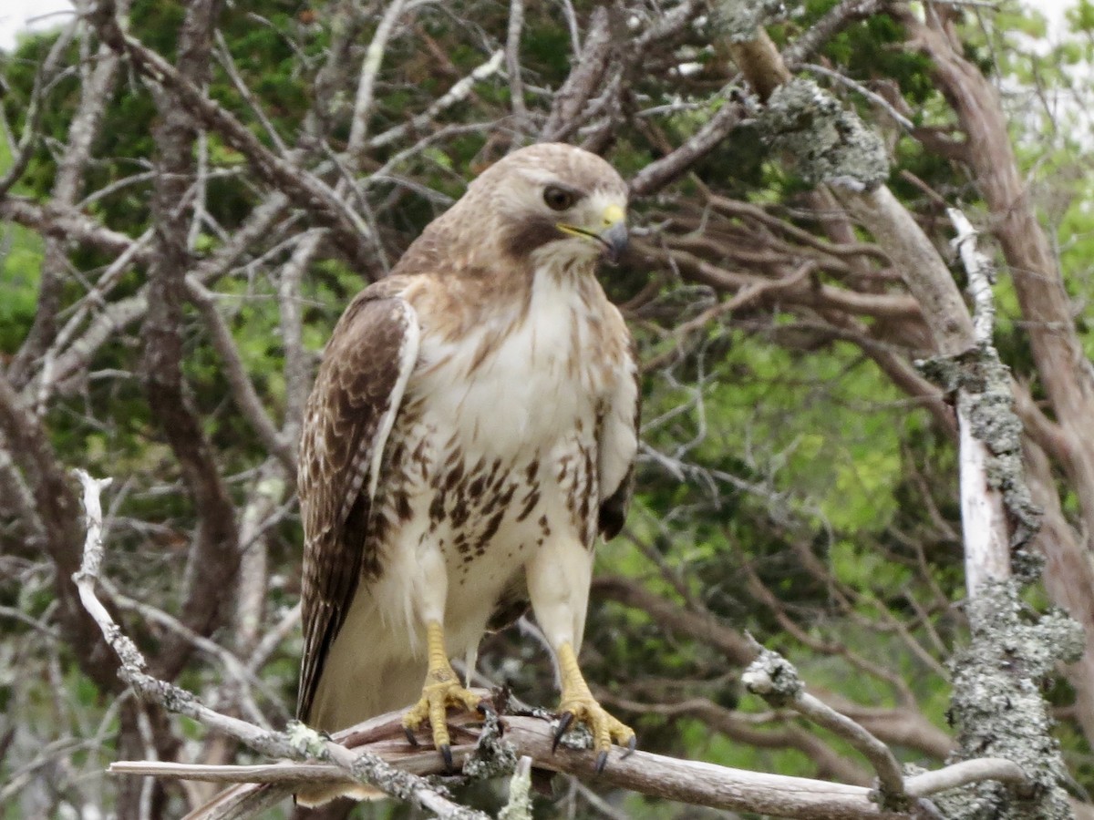 Red-tailed Hawk - Jeanne-Marie Maher