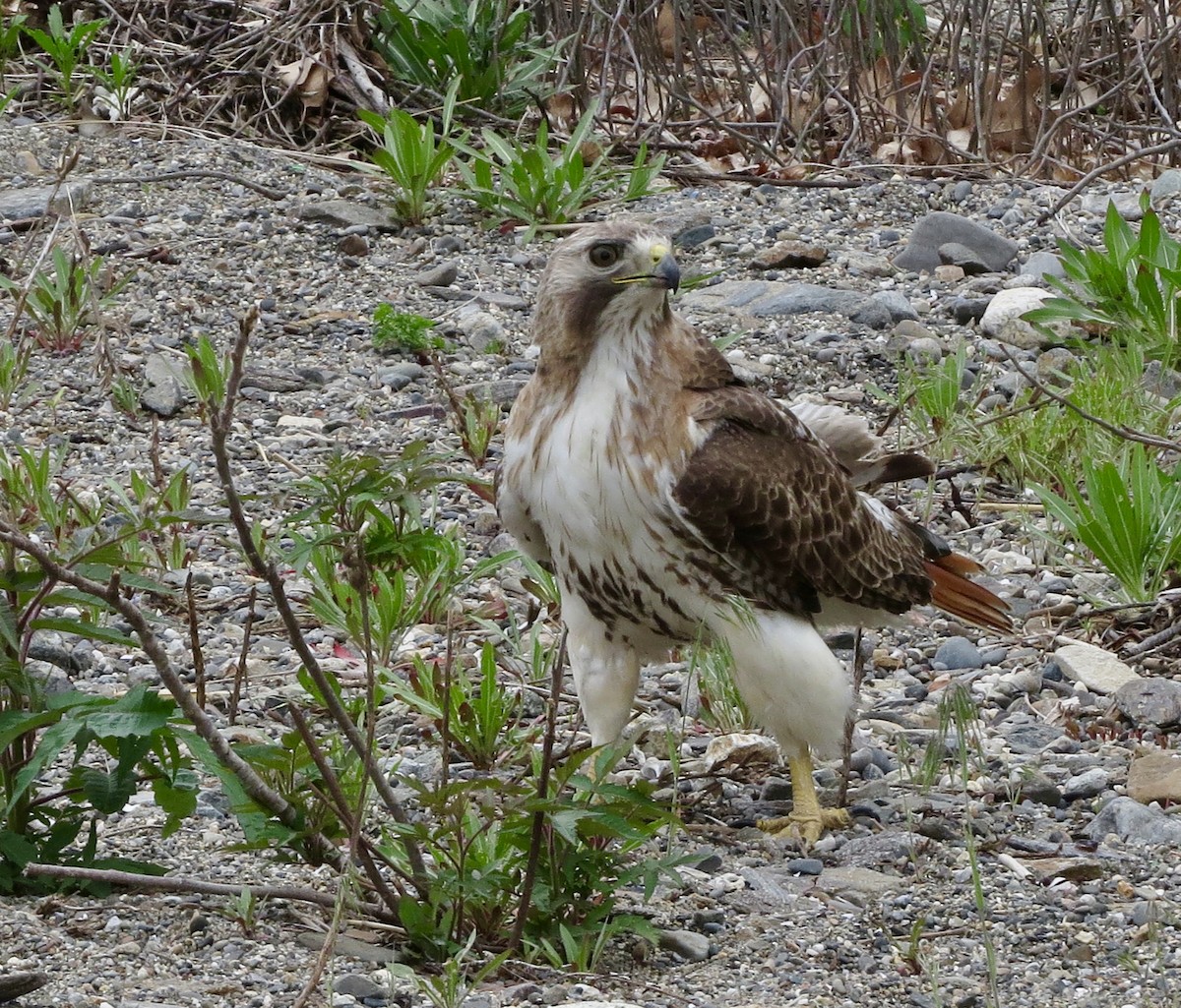 Red-tailed Hawk - Jeanne-Marie Maher