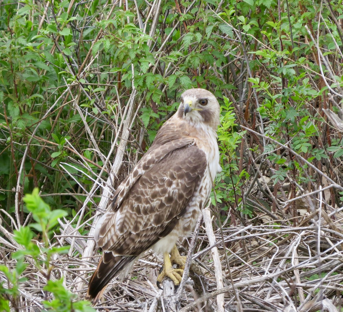 Red-tailed Hawk - ML102428831