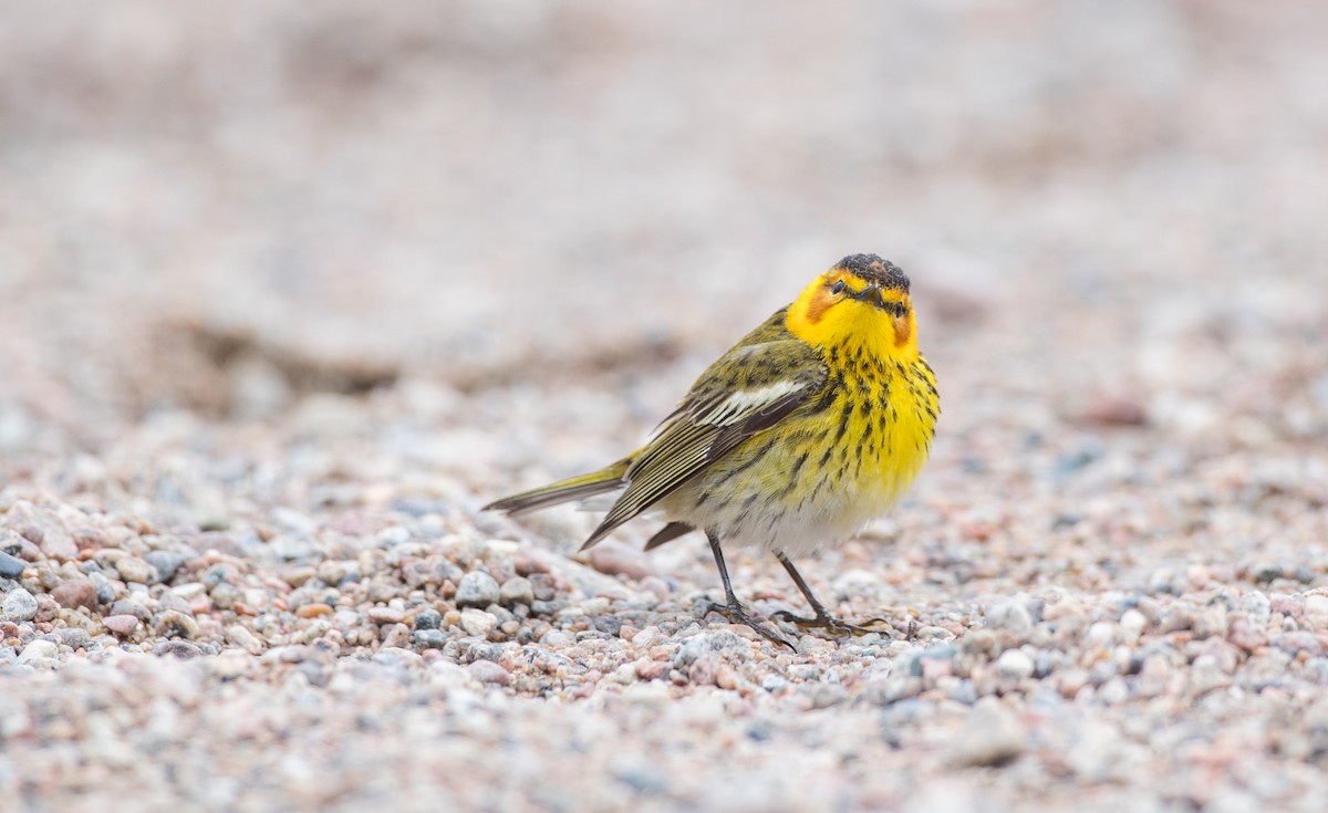 Cape May Warbler - ML102429431