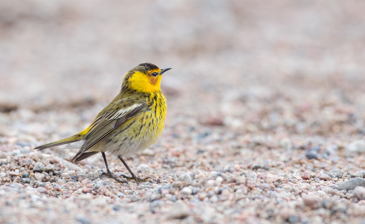 Cape May Warbler - ML102429441