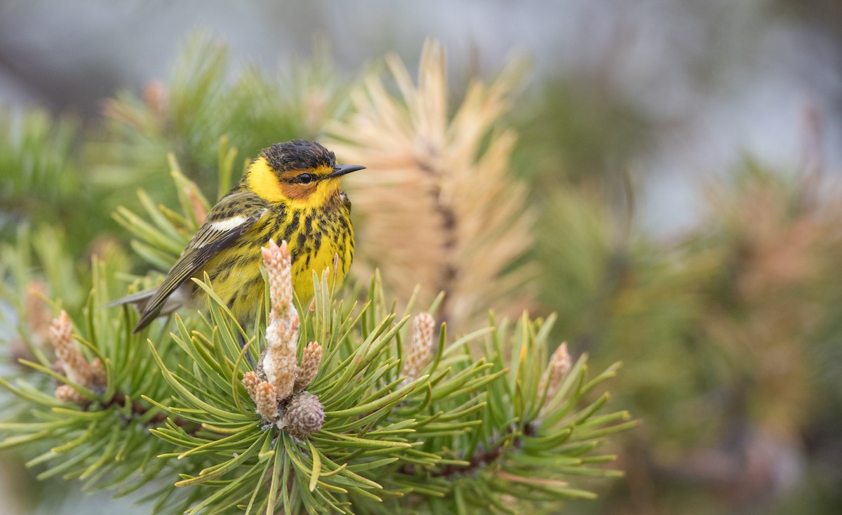 Cape May Warbler - ML102429471