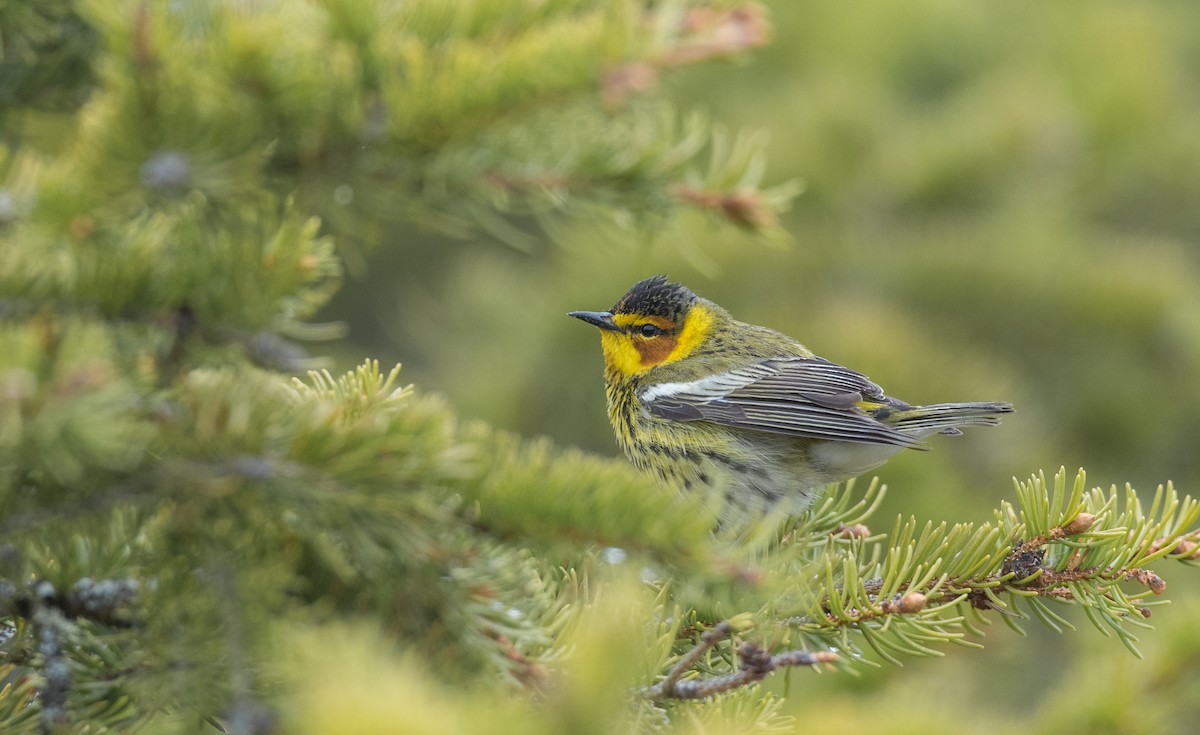 Cape May Warbler - ML102429511