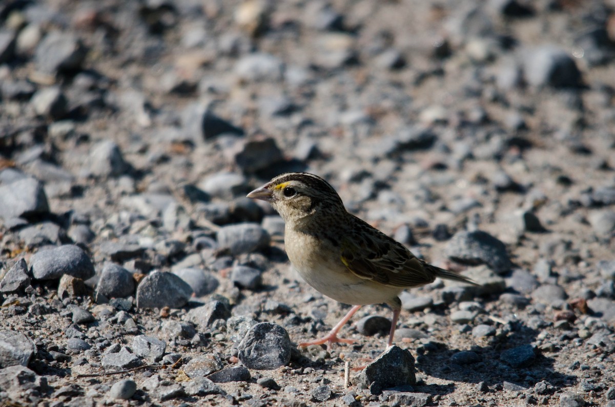 Grasshopper Sparrow - Iain Rayner