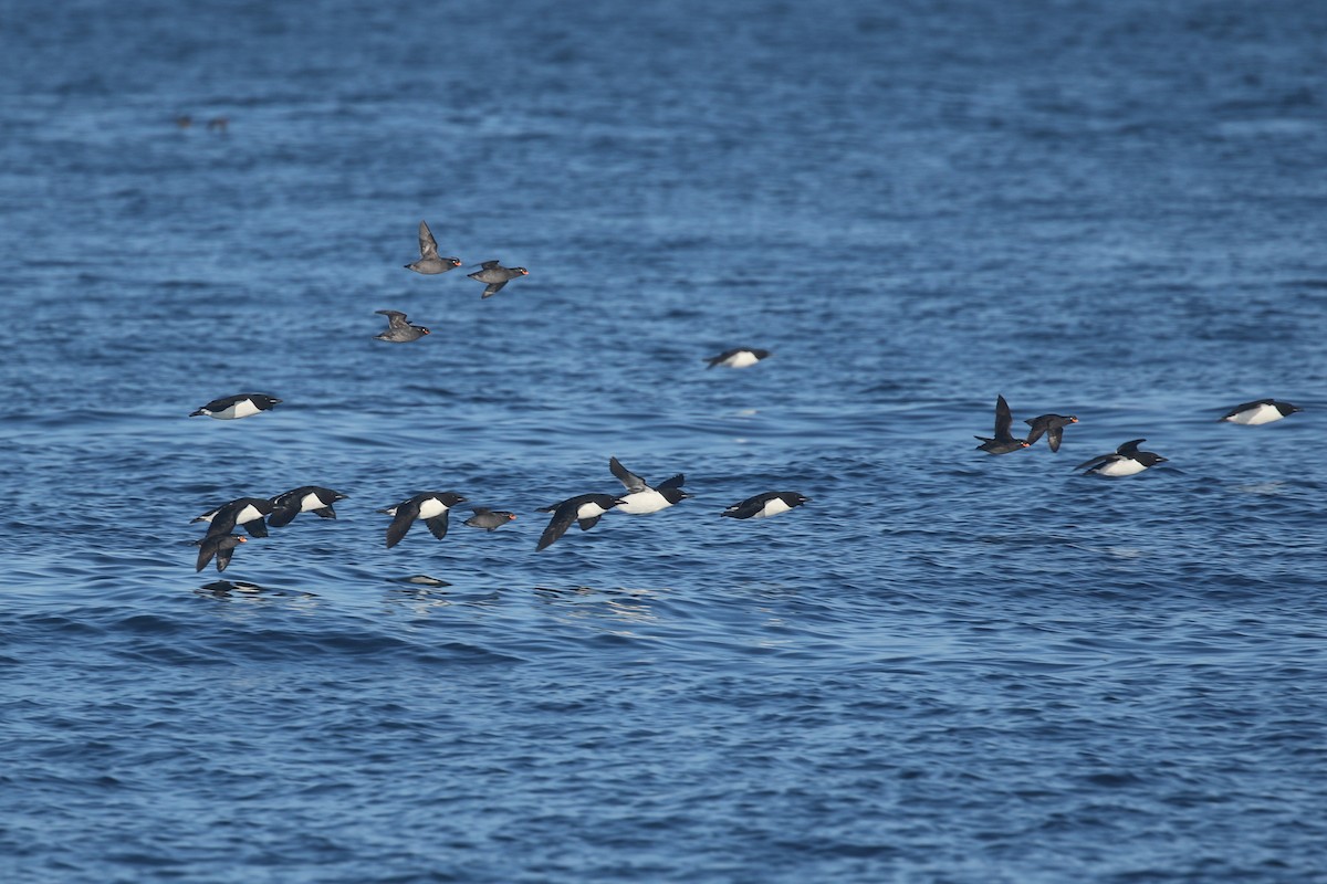 Thick-billed Murre - ML102429991