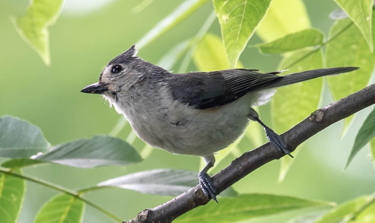 Tufted Titmouse - Bill Wood