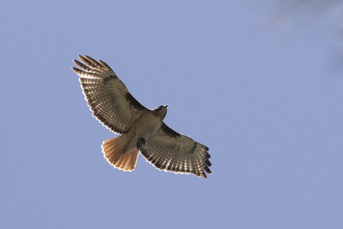 Red-tailed Hawk (fuertesi) - ML102438081