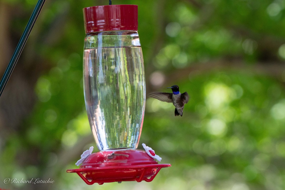 Black-chinned Hummingbird - ML102440471