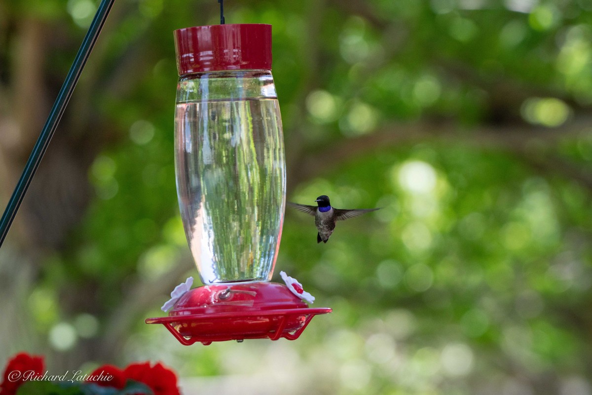 Black-chinned Hummingbird - ML102440511