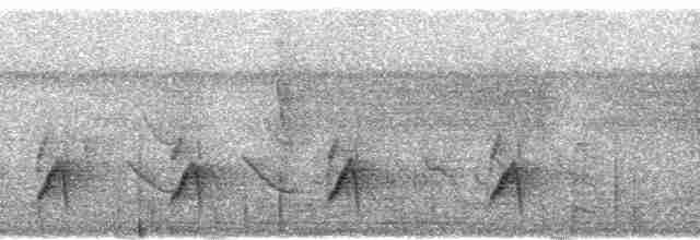 Spot-tailed Antwren - ML102442