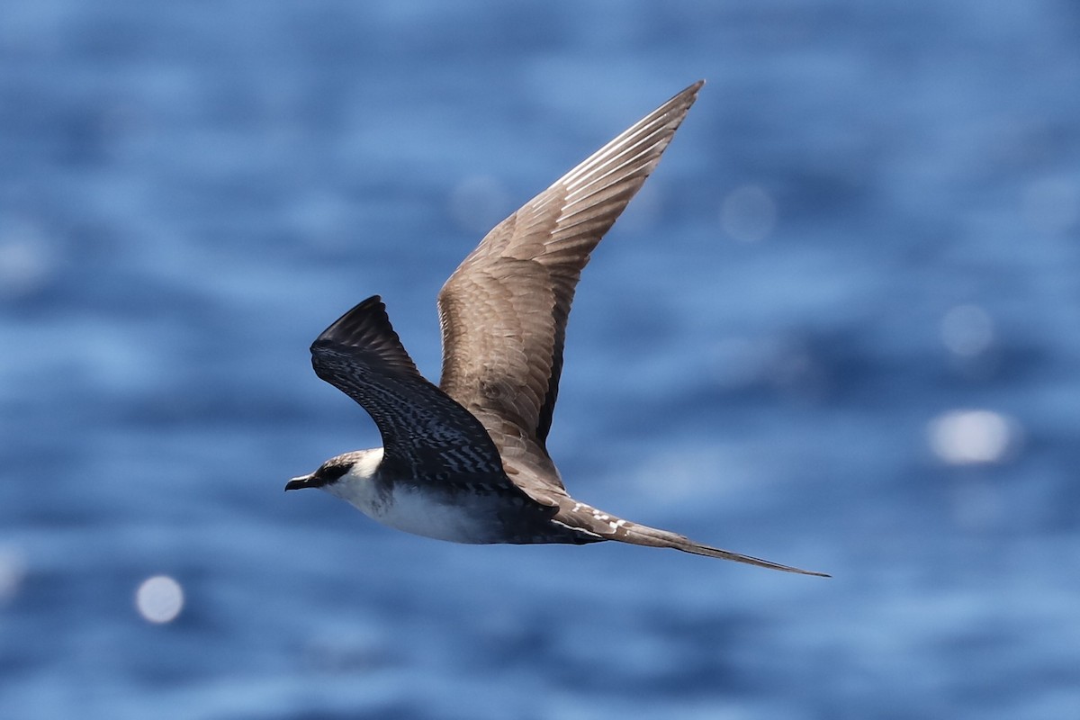 eBird Checklist - 26 May 2018 - Hatteras Pelagic--Gulf Stream - 13 ...