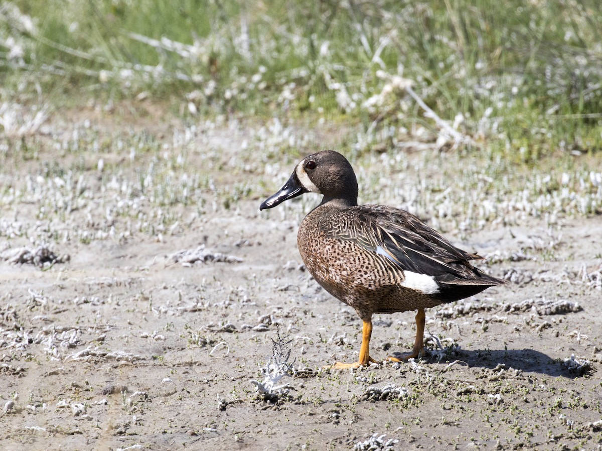 Blue-winged Teal - ML102445521