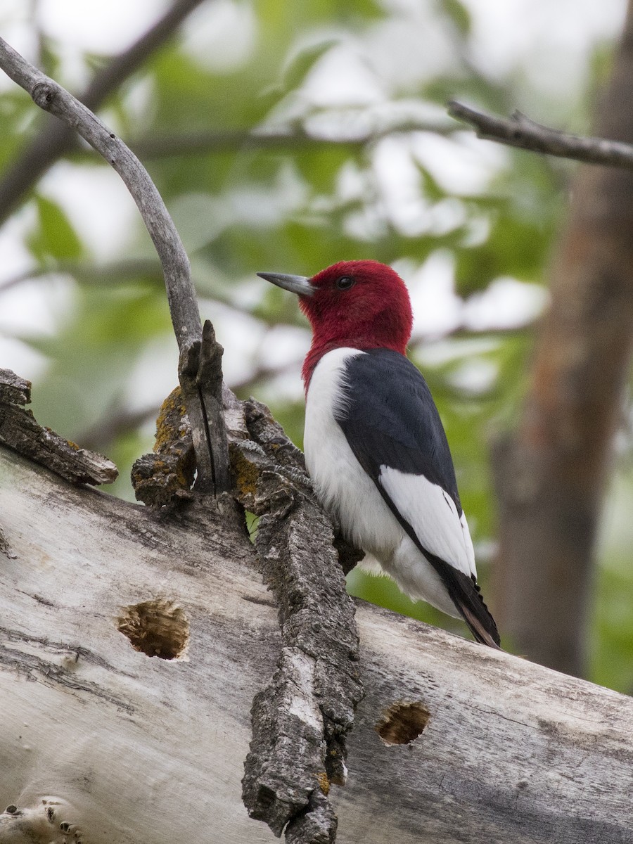 Red-headed Woodpecker - Bob Martinka