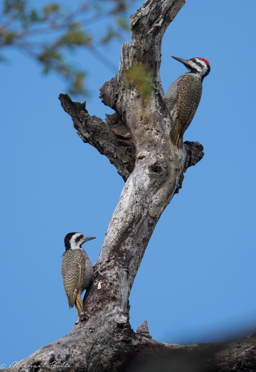 Bearded Woodpecker - ML102448291