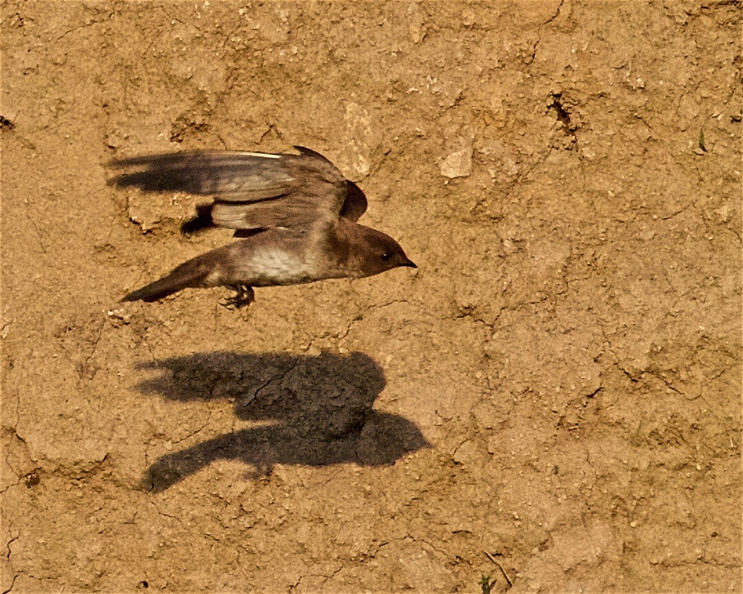 Northern Rough-winged Swallow - ML102450621