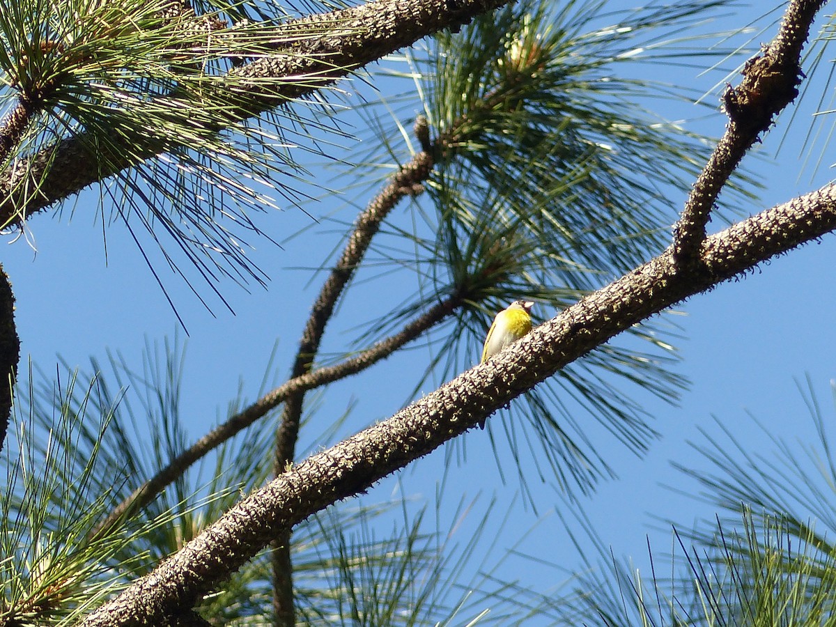 Lawrence's Goldfinch - ML102455841