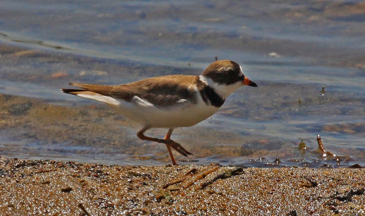 Semipalmated Plover - Deb Carter