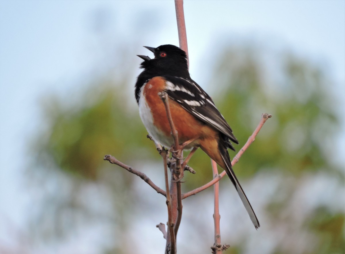 Spotted Towhee - ML102457251