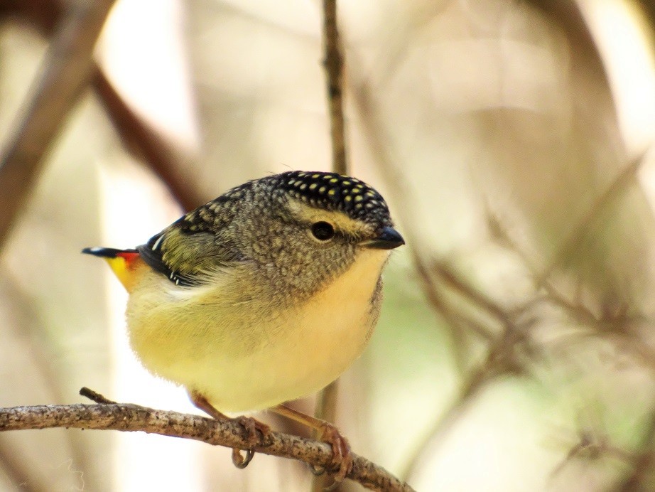 Spotted Pardalote - ML102459411