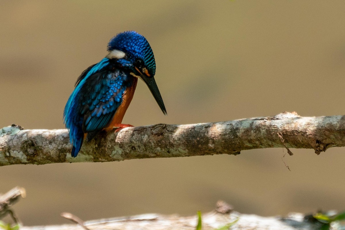 Blue-eared Kingfisher - Somsak jaitrong