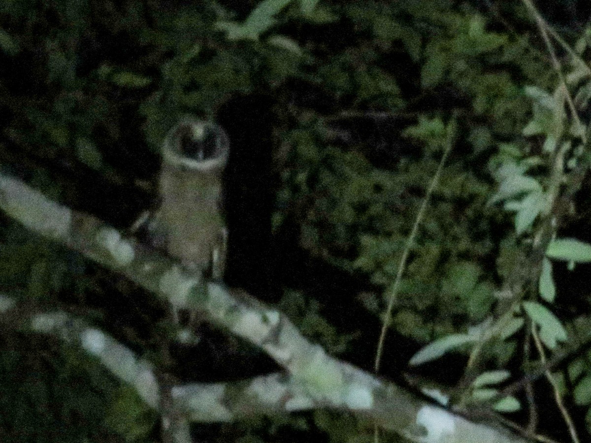 Brown Wood-Owl - Robert Tizard