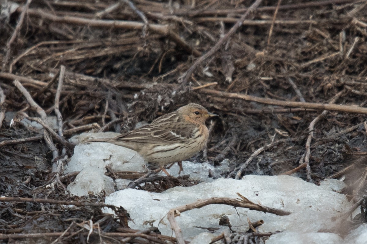 Red-throated Pipit - ML102463401