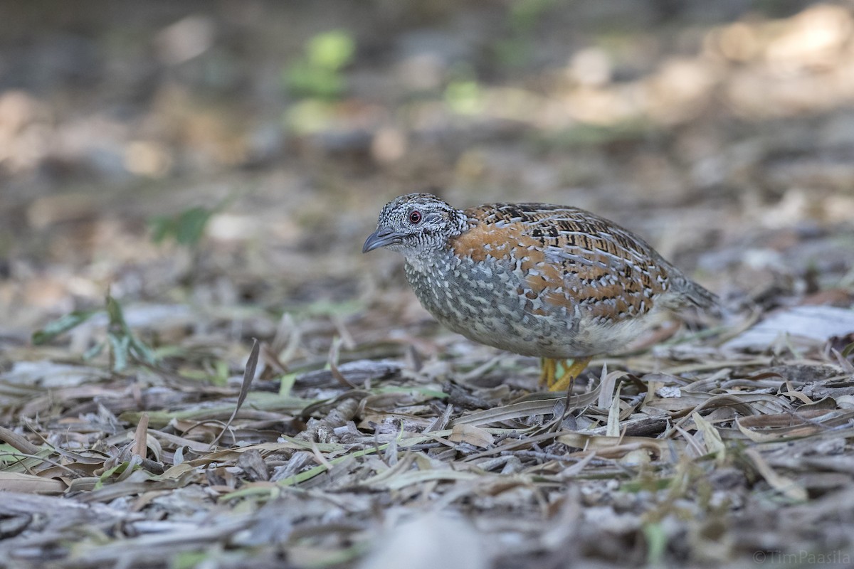Painted Buttonquail - Timothy Paasila