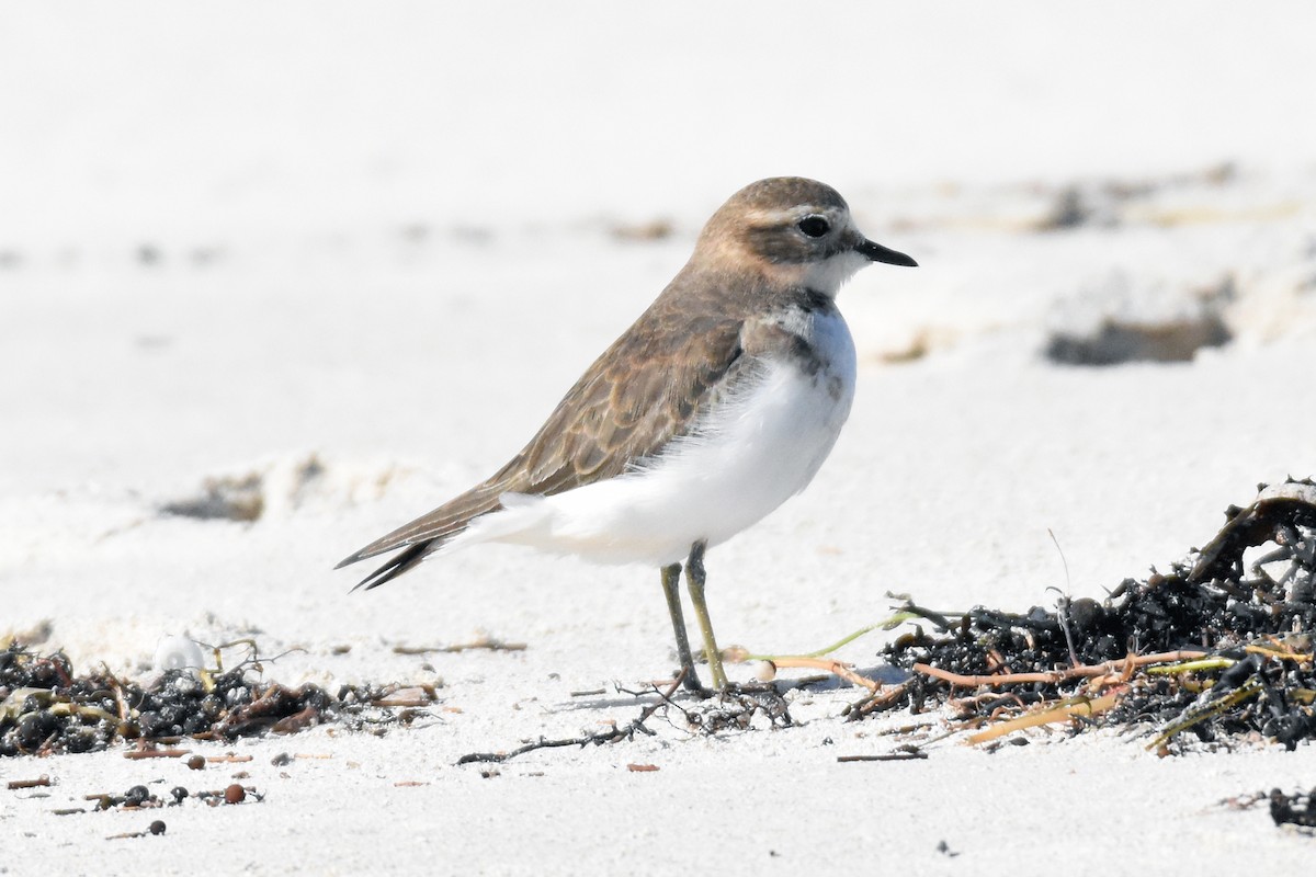 Double-banded Plover - ML102464331