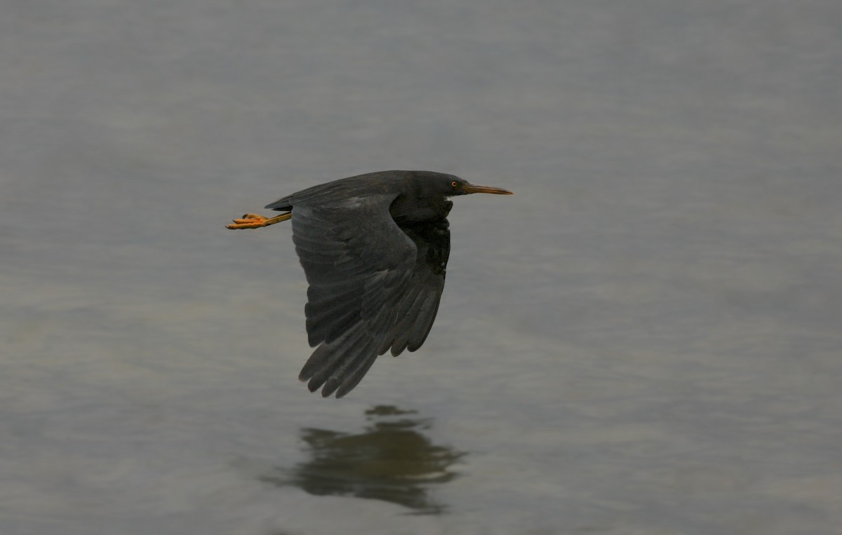 Pacific Reef-Heron - Anonymous