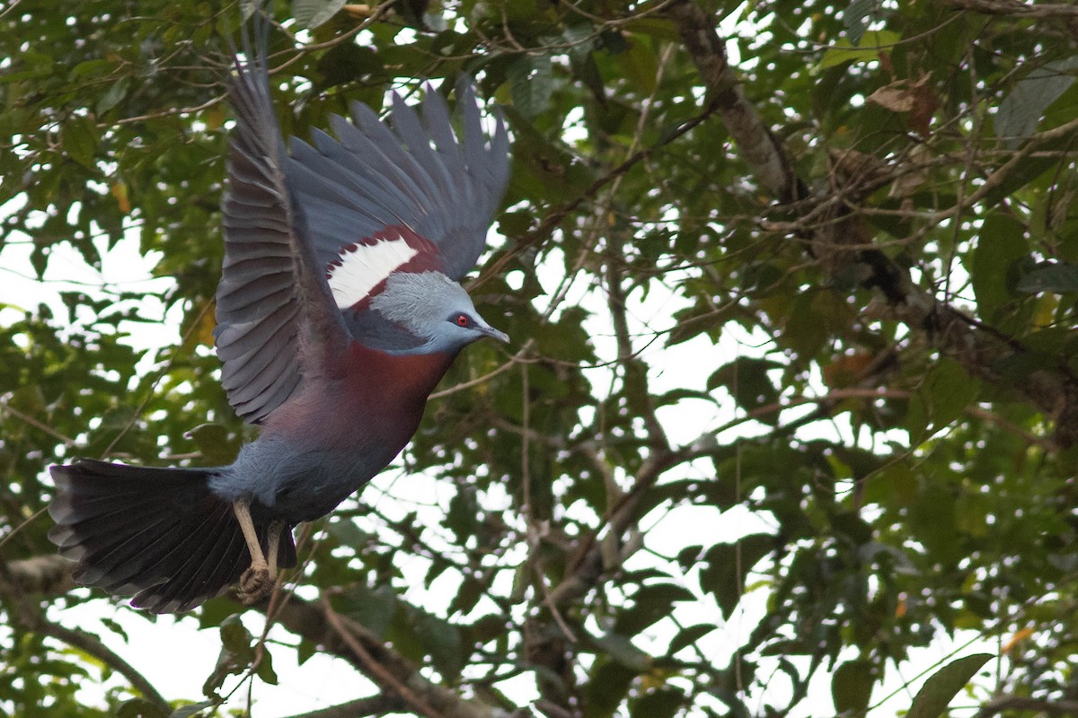 Sclater's Crowned-Pigeon - ML102468761