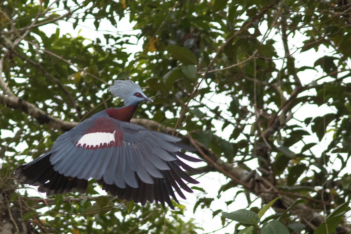 Sclater's Crowned-Pigeon - ML102468781