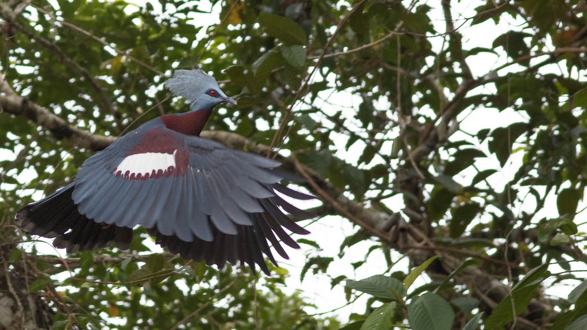 Sclater's Crowned-Pigeon - ML102468801