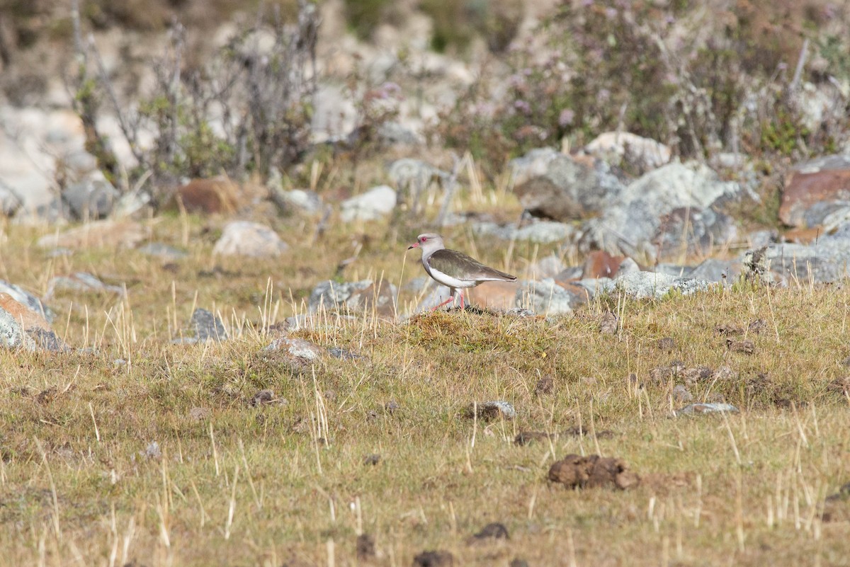 Andean Lapwing - ML102469121