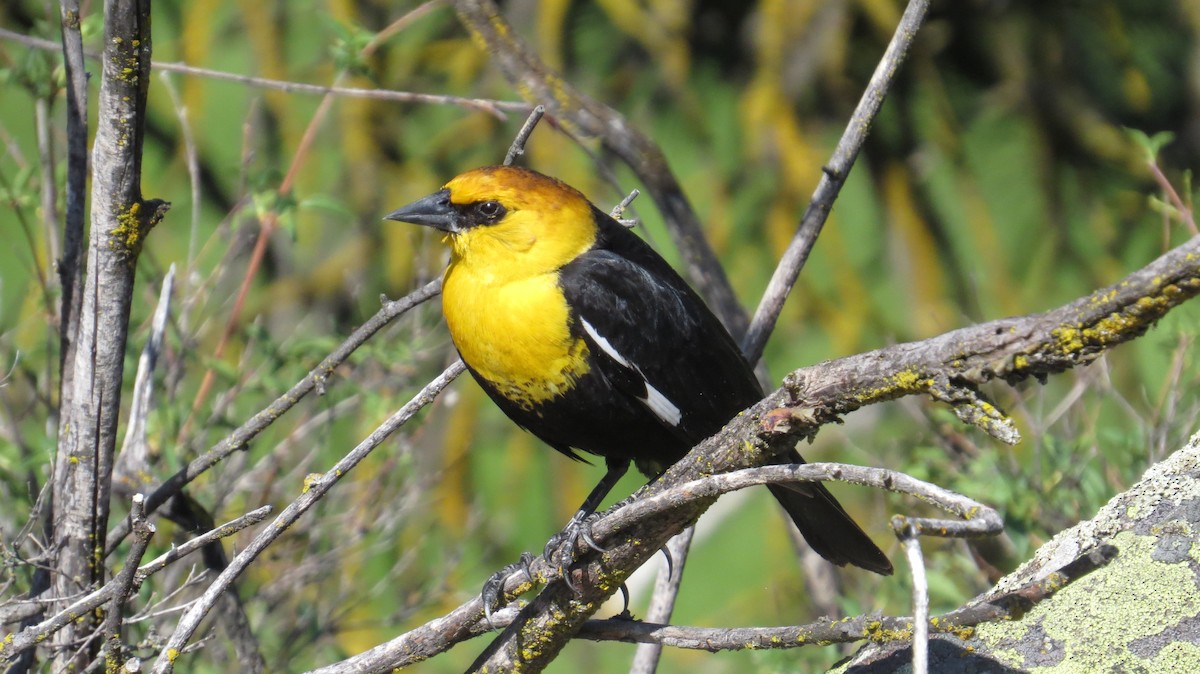 Yellow-headed Blackbird - ML102469781