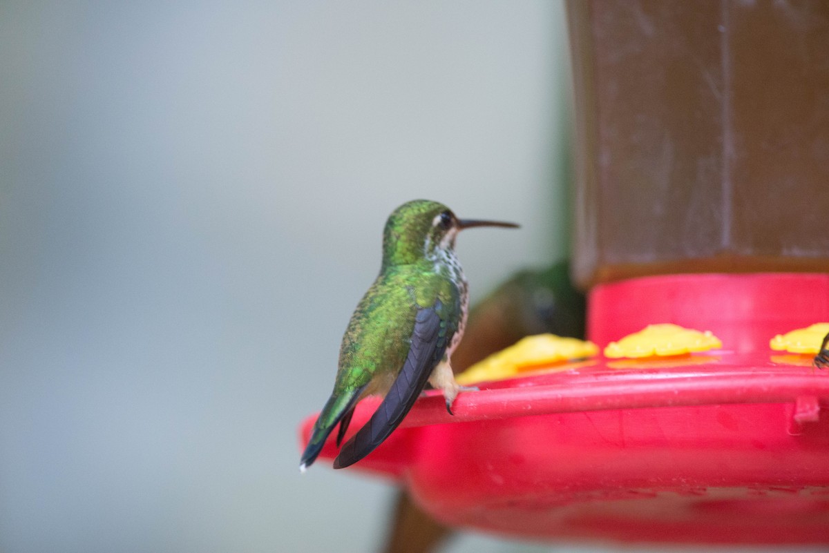 Speckled Hummingbird - Nige Hartley