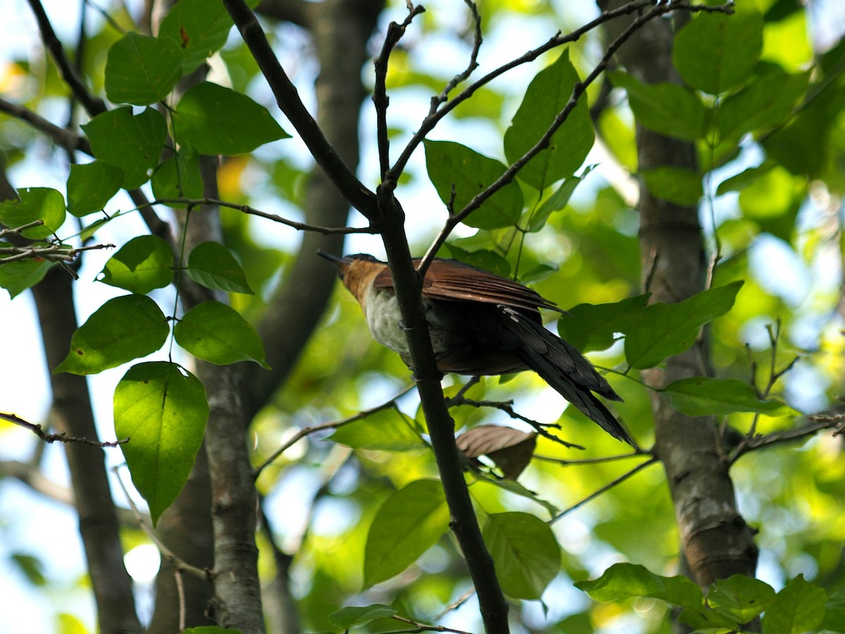 Chestnut-winged Cuckoo - Vincent Lao