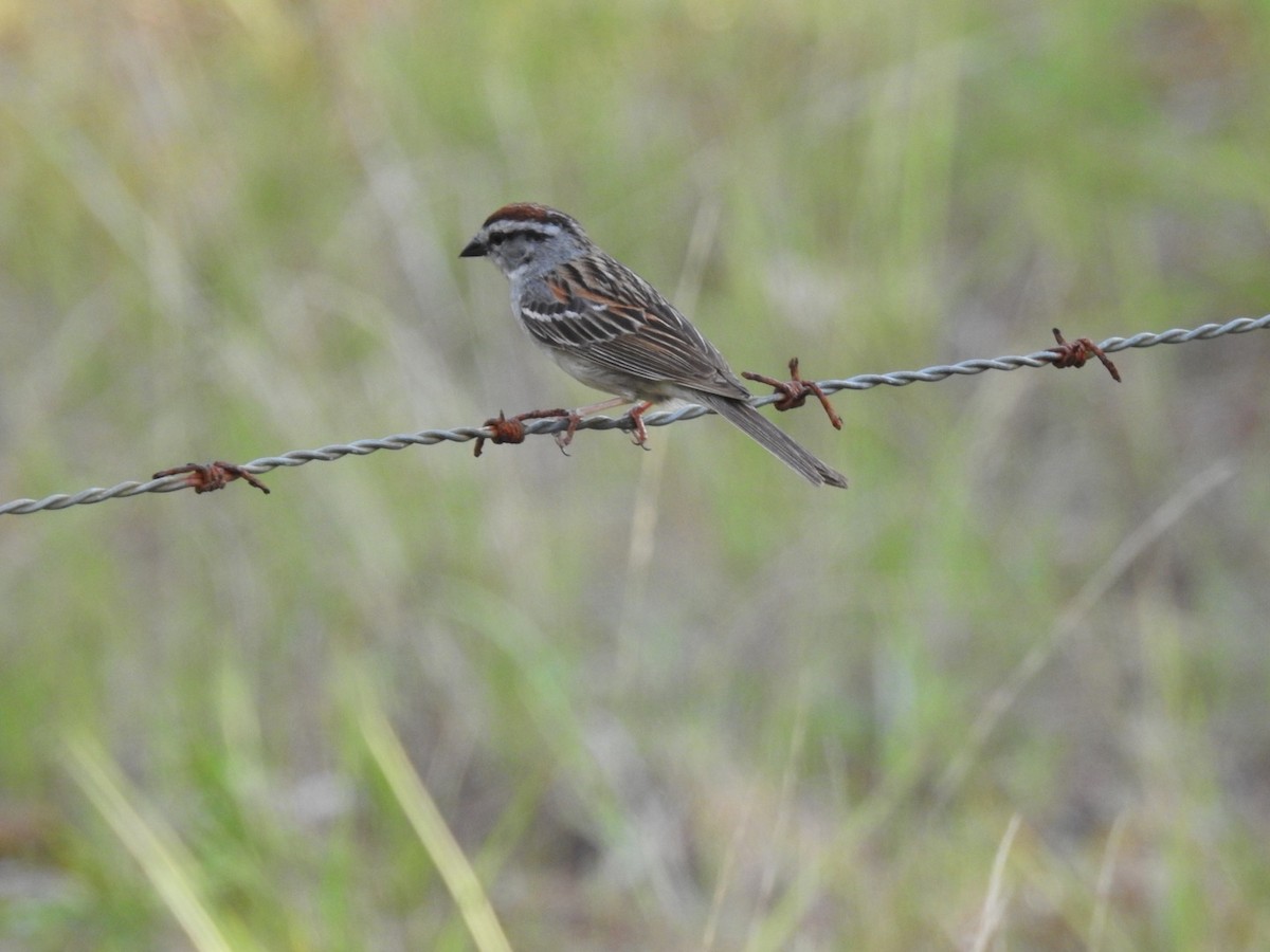 Chipping Sparrow - Jane Crawford